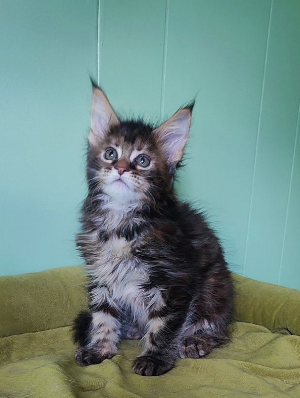 Osha Monterini - Kitten maine-coon 1 month 3.5 weeks