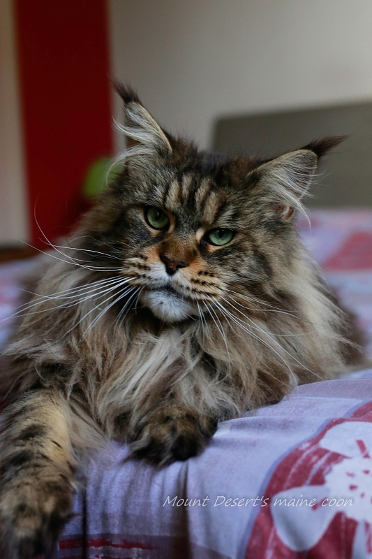 Mount Desert's Dear Mercedes - Adult maine-coon 4 years 9 months 4 weeks