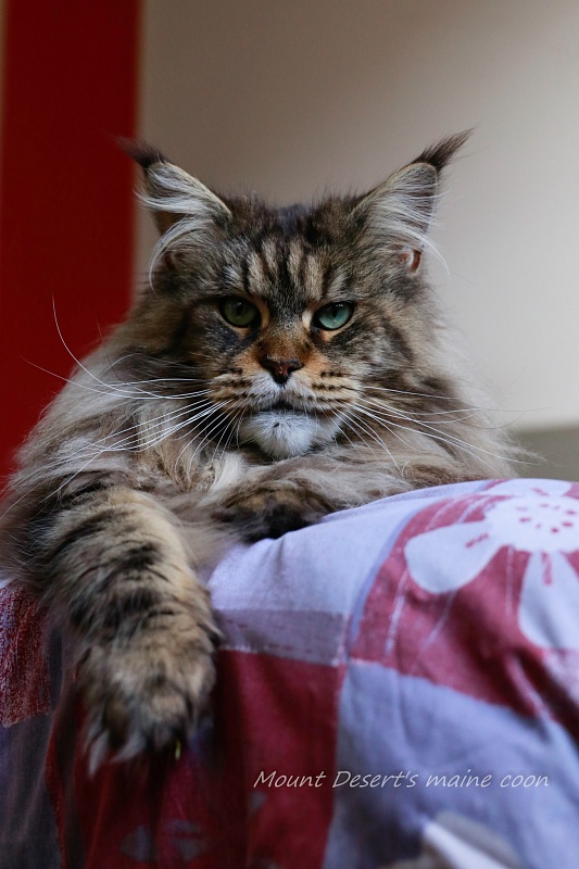 Mount Desert's Dear Mercedes - Adult maine-coon 4 years 9 months 4 weeks