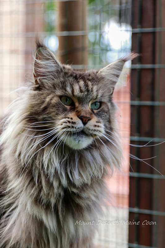 Mount Desert's Dear Mercedes - Adult maine-coon 4 years 9 months 4 weeks