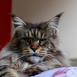 Mount Desert's Dear Mercedes