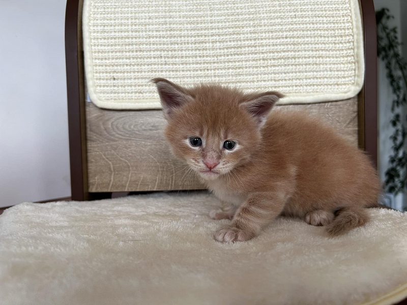 Pancake Monterini - Кошеня мейн-кун 3,5 тижні