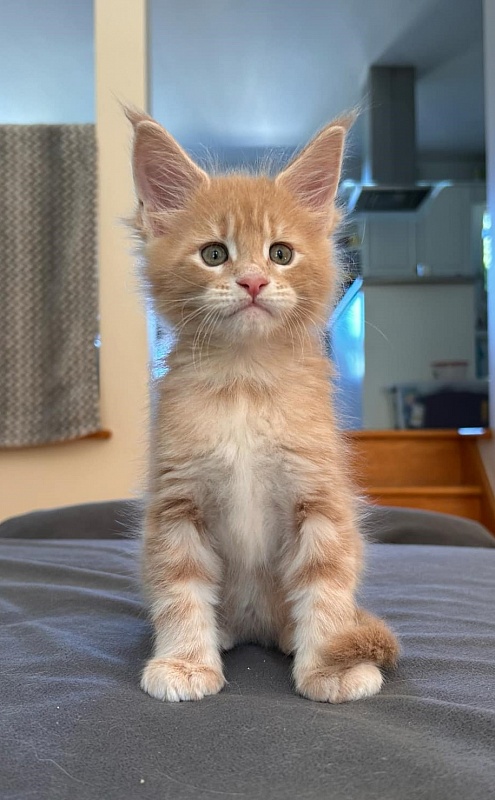 Pancake Monterini - Кошеня мейн-кун 1 місяць 1,5 тиждень