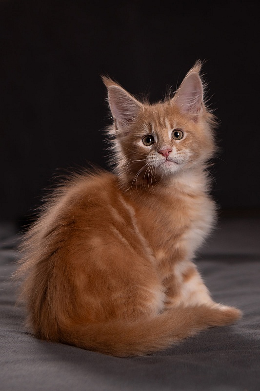 Pancake Monterini - Кошеня мейн-кун 1 місяць 3,5 тижні