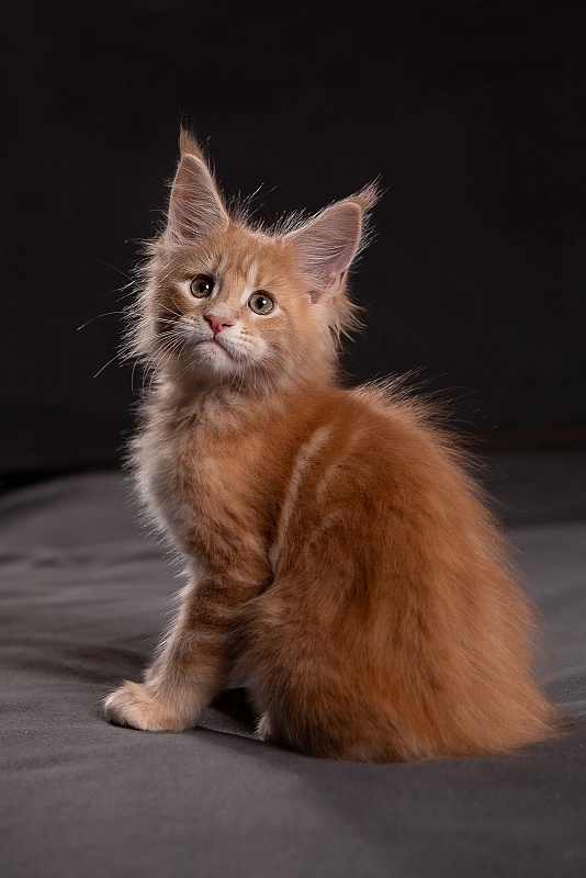 Pancake Monterini - Кошеня мейн-кун 1 місяць 3,5 тижні