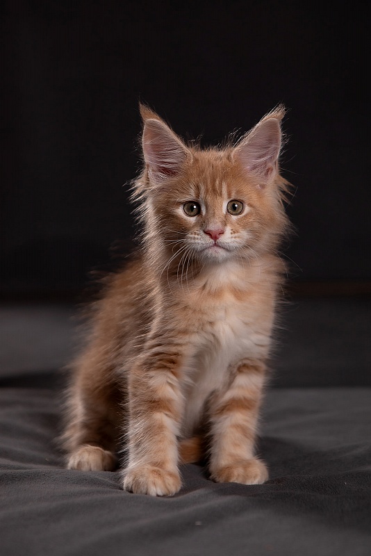 Pancake Monterini - Кошеня мейн-кун 1 місяць 3,5 тижні