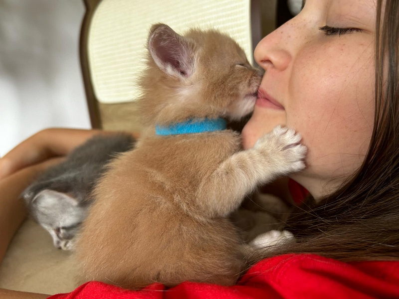 Pancake Monterini - Кошеня мейн-кун 3,5 тижні