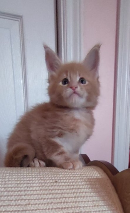 Pancake Monterini - Кошеня мейн-кун 1 місяць 0,5 тижнів