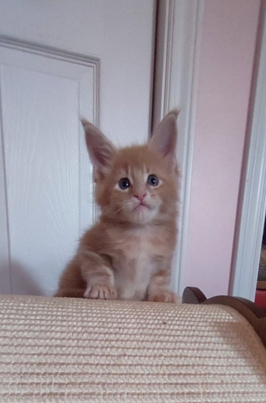 Pancake Monterini - Кошеня мейн-кун 1 місяць 0,5 тижнів