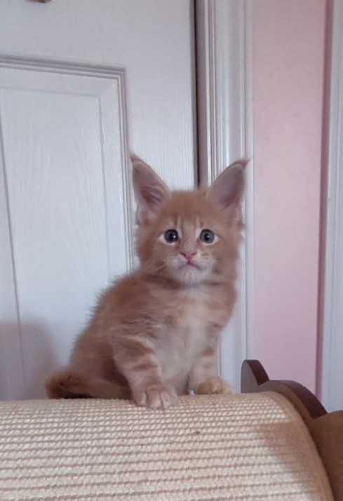 Pancake Monterini - Кошеня мейн-кун 1 місяць 0,5 тижнів