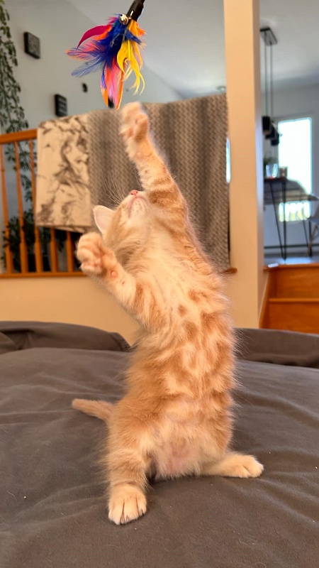 Pancake Monterini - Кошеня мейн-кун 1 місяць 1,5 тиждень