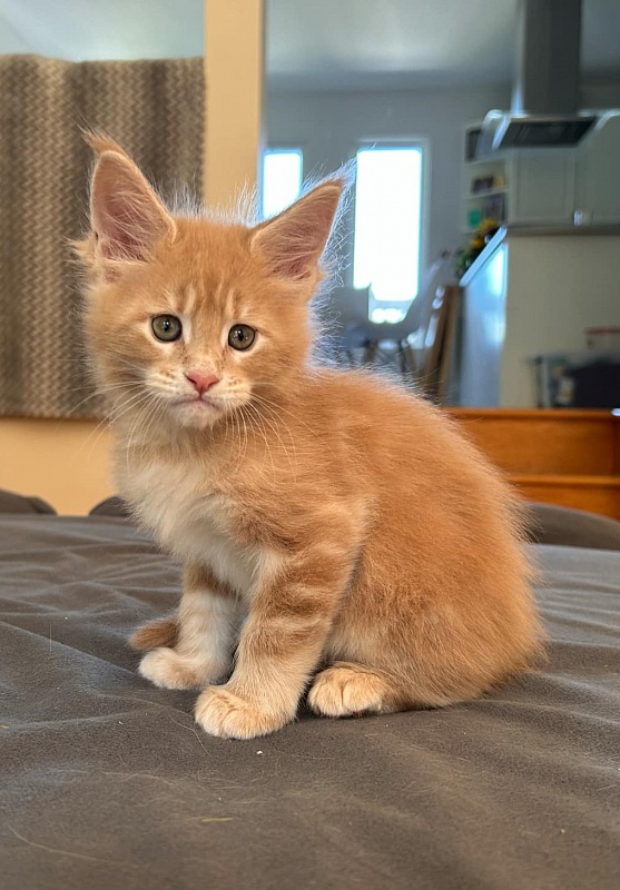 Pancake Monterini - Кошеня мейн-кун 1 місяць 1,5 тиждень