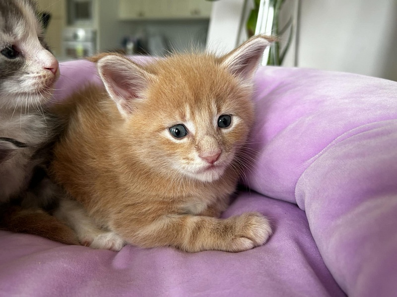 Puzzle Monterini - Kitten maine-coon 3.5 weeks