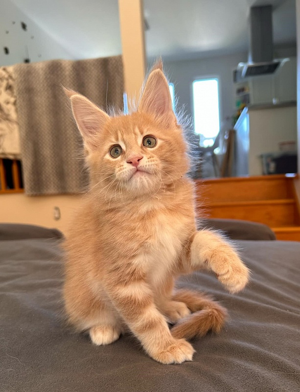 Puzzle Monterini - Kitten maine-coon 1 month 1.5 week