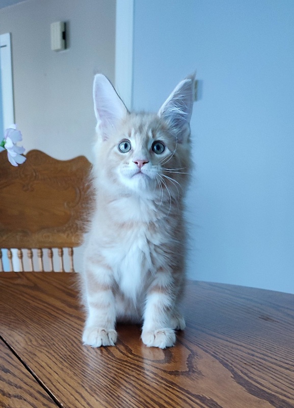 Puzzle Monterini - Kitten maine-coon 1 month 3.5 weeks