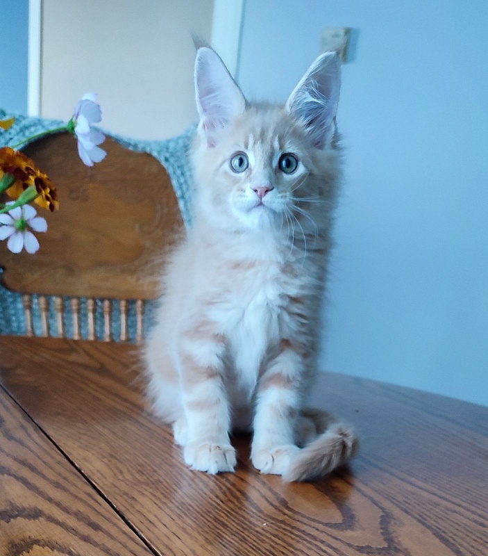 Puzzle Monterini - Kitten maine-coon 1 month 3.5 weeks