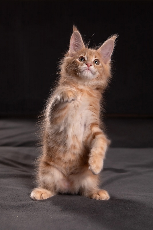 Puzzle Monterini - Kitten maine-coon 1 month 3.5 weeks