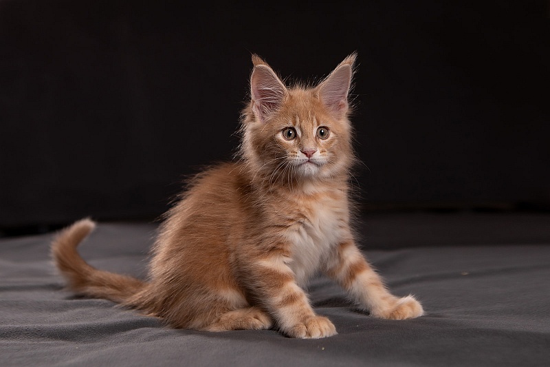 Puzzle Monterini - Kitten maine-coon 1 month 3.5 weeks