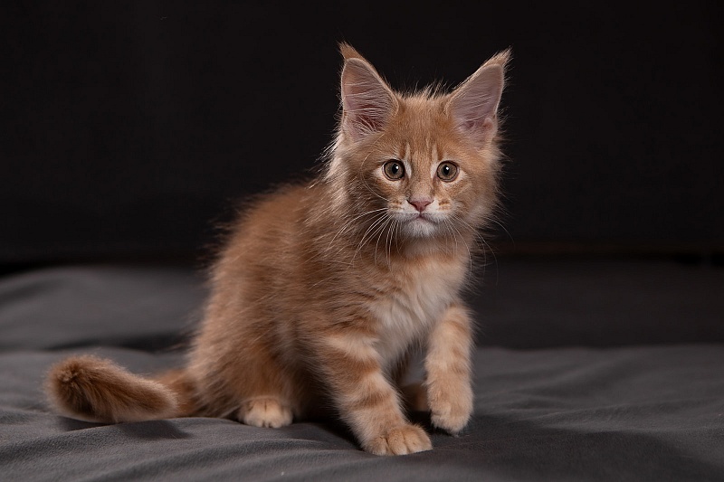 Puzzle Monterini - Kitten maine-coon 1 month 3.5 weeks