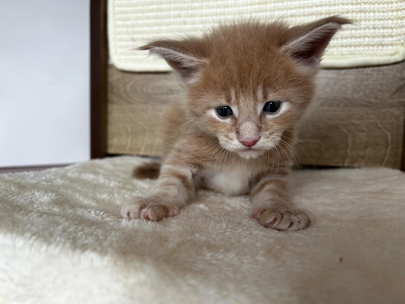 Puzzle Monterini - Kitten maine-coon 3.5 weeks