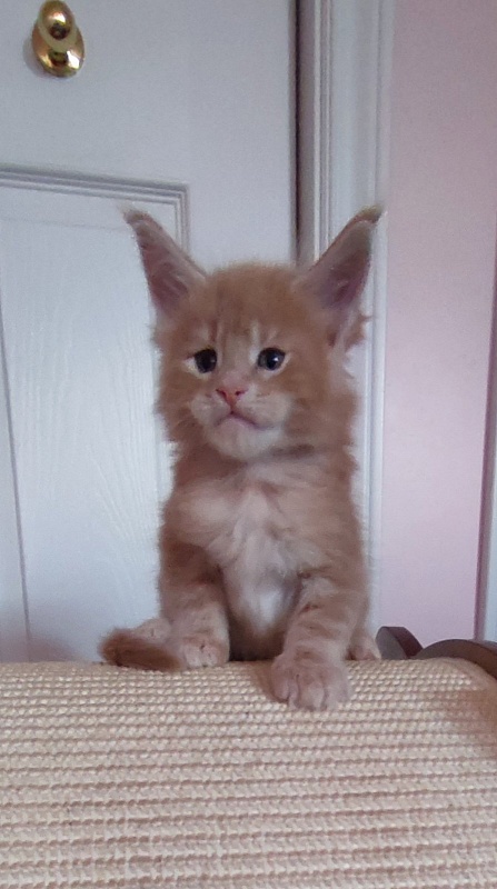 Puzzle Monterini - Kitten maine-coon 1 month 0.5 weeks