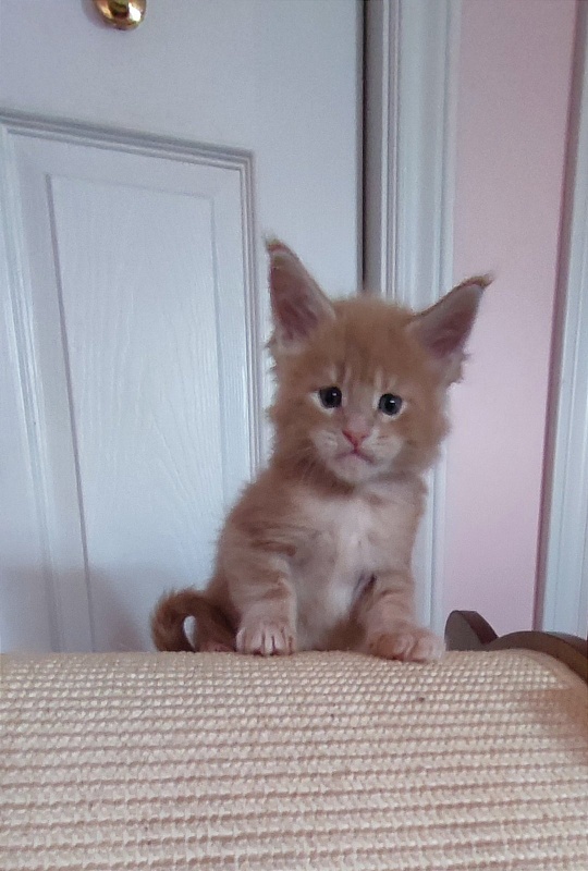 Puzzle Monterini - Kitten maine-coon 1 month 0.5 weeks
