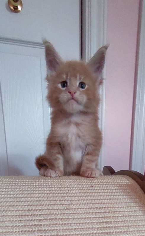 Puzzle Monterini - Kitten maine-coon 1 month 0.5 weeks