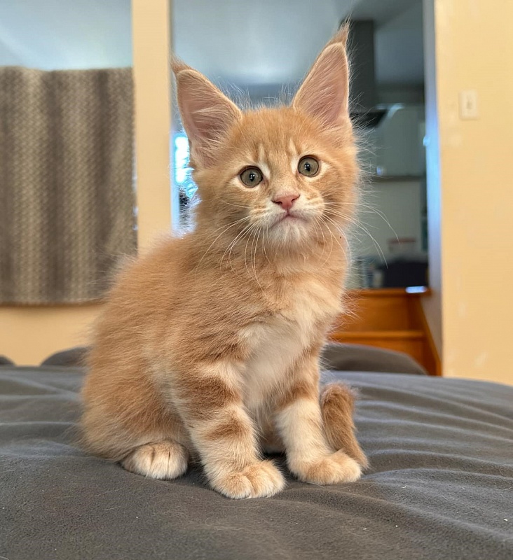 Puzzle Monterini - Kitten maine-coon 1 month 1.5 week