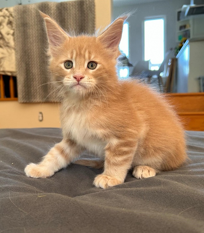 Puzzle Monterini - Kitten maine-coon 1 month 1.5 week