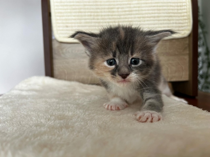 Paris Monterini - Kitten maine-coon 3.5 weeks
