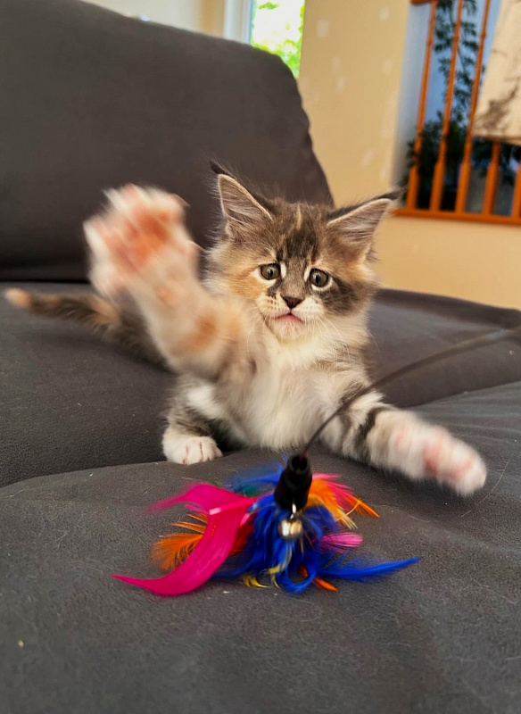 Paris Monterini - Kitten maine-coon 1 month 1.5 week