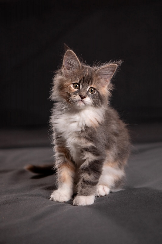 Paris Monterini - Kitten maine-coon 1 month 3.5 weeks
