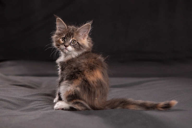 Paris Monterini - Kitten maine-coon 1 month 3.5 weeks