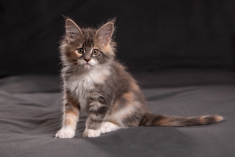 Paris Monterini - Kitten maine-coon 1 month 3.5 weeks