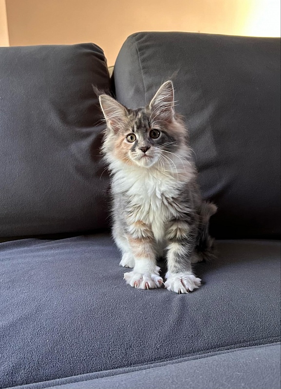 Paris Monterini - Kitten maine-coon 2 months 1.5 week