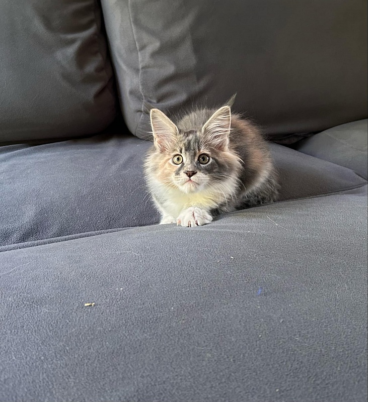Paris Monterini - Kitten maine-coon 2 months 1.5 week