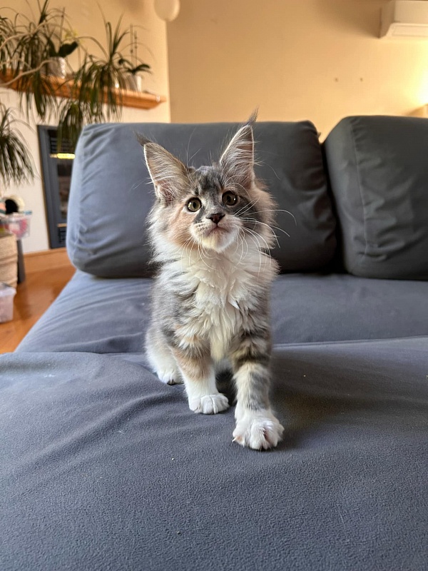 Paris Monterini - Kitten maine-coon 2 months 1.5 week