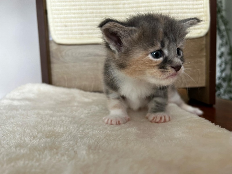 Paris Monterini - Kitten maine-coon 3.5 weeks