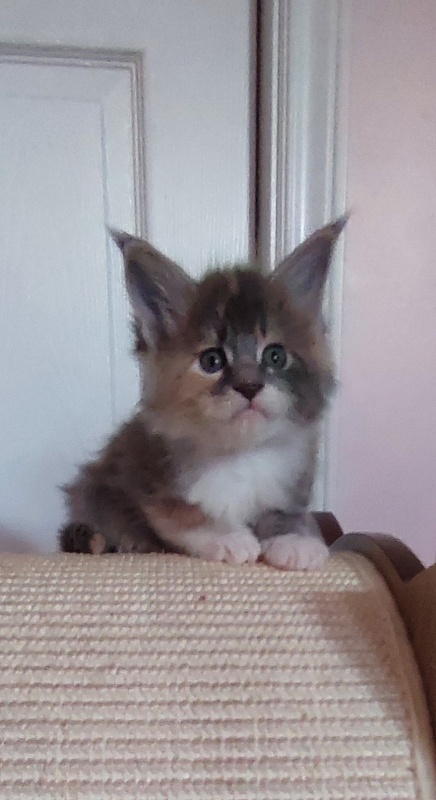 Paris Monterini - Kitten maine-coon 1 month 0.5 weeks