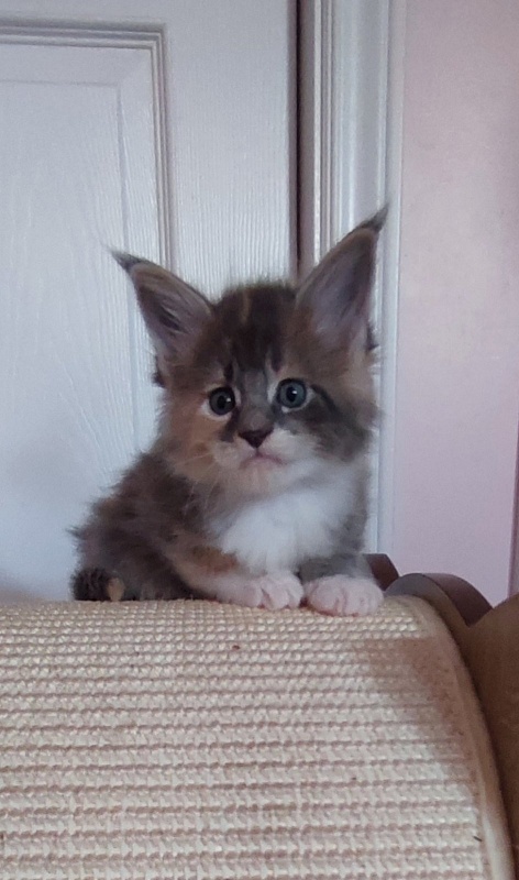 Paris Monterini - Kitten maine-coon 1 month 0.5 weeks