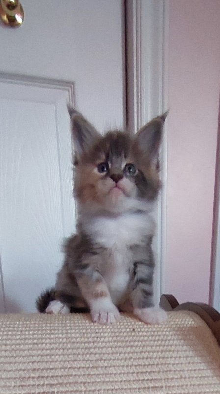 Paris Monterini - Kitten maine-coon 1 month 0.5 weeks