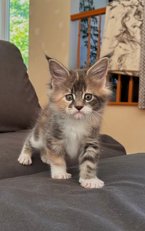 Paris Monterini - Kitten maine-coon 1 month 1.5 week