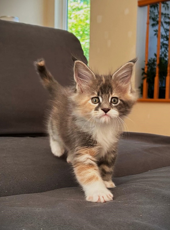 Paris Monterini - Kitten maine-coon 1 month 1.5 week