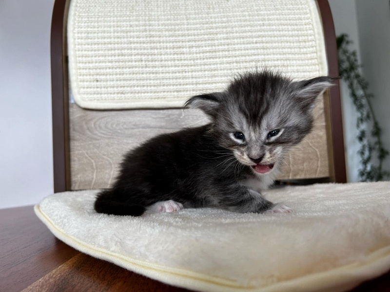 Qatar Monterini - Кошеня мейн-кун 3,5 тижні