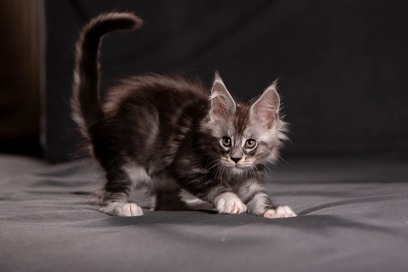 Qatar Monterini - Кошеня мейн-кун 1 місяць 3,5 тижні