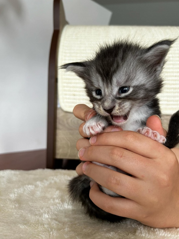 Qatar Monterini - Кошеня мейн-кун 3,5 тижні