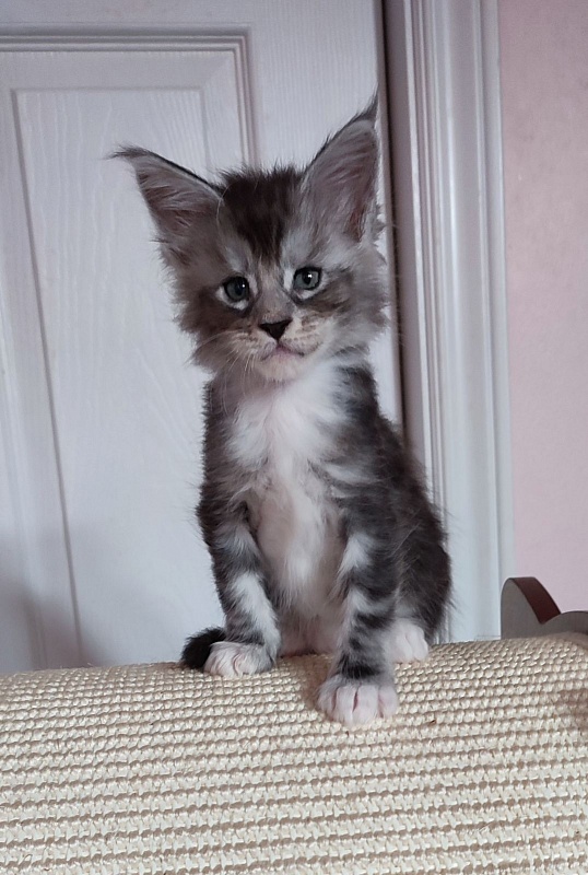 Qatar Monterini - Кошеня мейн-кун 1 місяць 0,5 тижнів