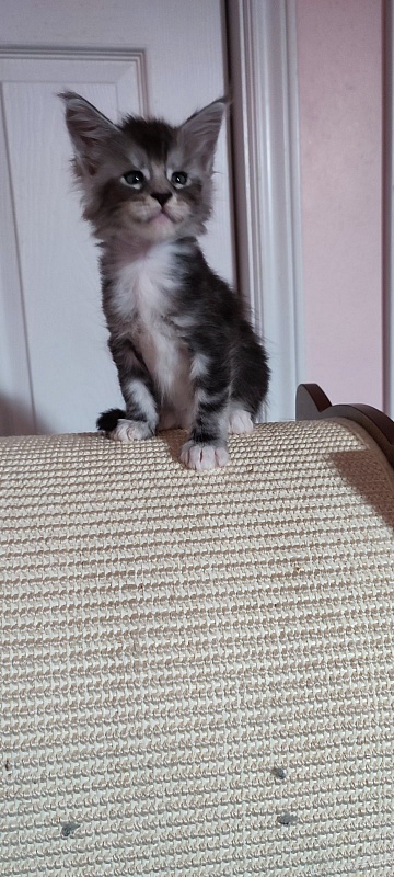 Qatar Monterini - Кошеня мейн-кун 1 місяць 0,5 тижнів