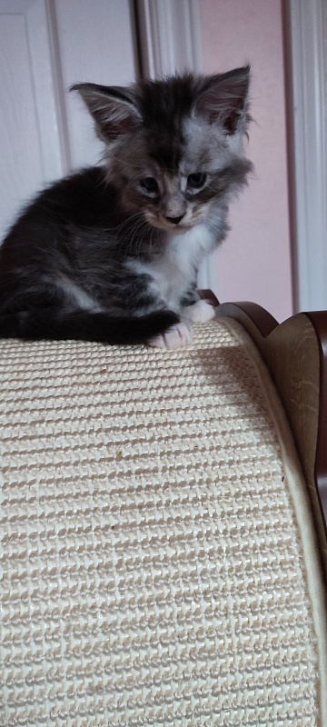 Qatar Monterini - Кошеня мейн-кун 1 місяць 0,5 тижнів