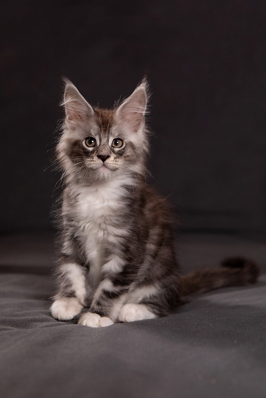 Qatar Monterini - Кошеня мейн-кун 1 місяць 3,5 тижні